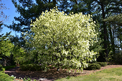 White Fringetree (Chionanthus virginicus) at Valley View Farms