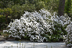 Delaware Valley White Azalea (Rhododendron 'Delaware Valley White') at Valley View Farms