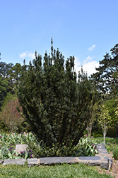 Upright Japanese Plum Yew (Cephalotaxus harringtonia 'Fastigiata') at Valley View Farms