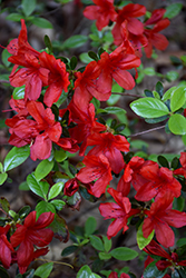 Midnight Flare Azalea (Rhododendron 'Midnight Flare') at Valley View Farms