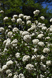 Fragrant Viburnum (Viburnum x carlcephalum) at Valley View Farms