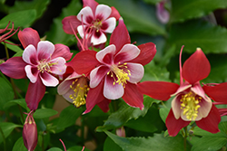Origami Red and White Columbine (Aquilegia 'Origami Red and White') at Valley View Farms