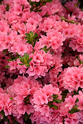 Coral Bells Azalea (Rhododendron 'Coral Bells') at Valley View Farms