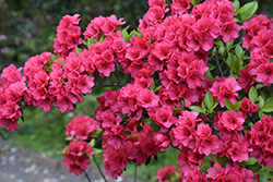 Hershey's Red Azalea (Rhododendron 'Hershey's Red') at Valley View Farms
