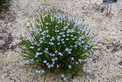 Narrowleaf Blue-Eyed Grass (Sisyrinchium angustifolium) at Valley View Farms