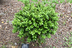 Richard Harland Boxwood (Buxus harlandii 'Richard') at Valley View Farms