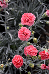 Scent First Pink Fizz Pinks (Dianthus 'Xavia') at Valley View Farms