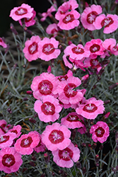 Star Single Peppermint Star Pinks (Dianthus 'Noreen') at Valley View Farms