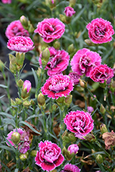 SuperTrouper Magenta and White Carnation (Dianthus caryophyllus 'SuperTrouper Magenta and White') at Valley View Farms