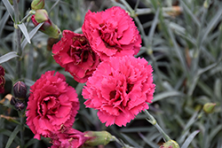 Devon Cottage Waterloo Sunset Pinks (Dianthus 'Waterloo Sunset') at Valley View Farms