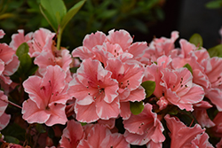Encore Autumn Sunburst® Azalea (Rhododendron 'Roblet') at Valley View Farms