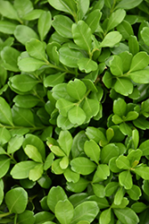 Richard Harland Boxwood (Buxus harlandii 'Richard') at Valley View Farms