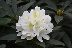 Chionoides Rhododendron (Rhododendron catawbiense 'Chionoides') at Valley View Farms