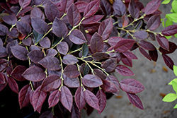 Ruby Snow Fringeflower (Loropetalum chinense 'sPg-3-002') at Valley View Farms