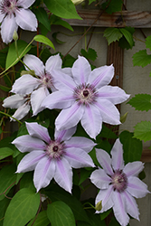 Nelly Moser Clematis (Clematis 'Nelly Moser') at Valley View Farms