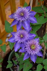 Multi Blue Clematis (Clematis 'Multi Blue') at Valley View Farms
