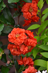 Double Take Orange Flowering Quince (Chaenomeles speciosa 'Orange Storm') at Valley View Farms