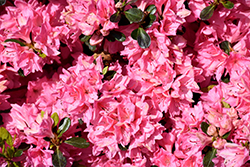 Pink Tradition Azalea (Rhododendron 'Pink Tradition') at Valley View Farms