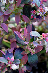 Pink Icing Blueberry (Vaccinium 'ZF06-079') at Valley View Farms