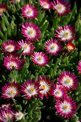 Jewel Of Desert Ruby Ice Plant (Delosperma 'Jewel Of Desert Ruby') at Valley View Farms