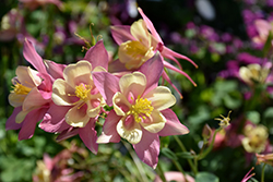Swan Pink and Yellow Columbine (Aquilegia 'Swan Pink and Yellow') at Valley View Farms