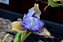 Blueberry Tart Iris (Iris 'Blueberry Tart') at Valley View Farms