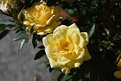 Yellow Sunblaze Rose (Rosa 'Meiskaille') at Valley View Farms