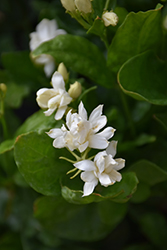 Belle Of India Jasmine (Jasminum sambac 'Belle Of India') at Valley View Farms