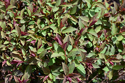 Double Play Artisan Spirea (Spiraea japonica 'Galen') at Valley View Farms