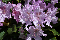 Pohjola's Daughter Rhododendron (Rhododendron 'Pohjola's Daughter') at Valley View Farms