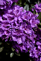Purple Gem Rhododendron (Rhododendron 'Purple Gem') at Valley View Farms