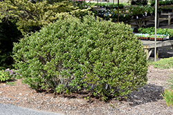 Steeds Japanese Holly (Ilex crenata 'Steeds') at Valley View Farms