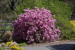 P.J.M. Elite Rhododendron (Rhododendron 'P.J.M. Elite') at Valley View Farms