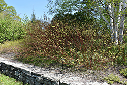 Bailey's Red Twig Dogwood (Cornus sericea 'Baileyi') at Valley View Farms