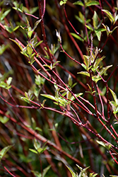 Bailey's Red Twig Dogwood (Cornus sericea 'Baileyi') at Valley View Farms