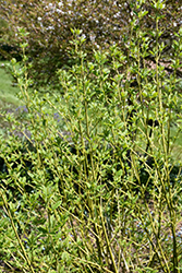 Budd's Yellow  Dogwood (Cornus alba 'Budd's Yellow') at Valley View Farms