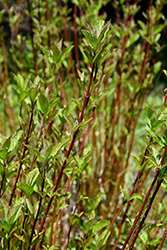 Arctic Fire Red Twig Dogwood (Cornus sericea 'Farrow') at Valley View Farms