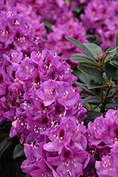 Anah Kruschke Rhododendron (Rhododendron 'Anah Kruschke') at Valley View Farms