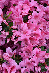 Aphrodite Rhododendron (Rhododendron 'Aphrodite') at Valley View Farms