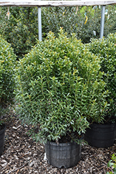 Compact Inkberry Holly (Ilex glabra 'Compacta') at Valley View Farms