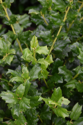 China Girl Meserve Holly (Ilex x meserveae 'China Girl') at Valley View Farms