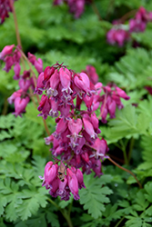 Luxuriant Bleeding Heart (Dicentra 'Luxuriant') at Valley View Farms