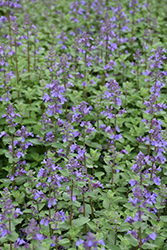 Blue Wonder Catmint (Nepeta x faassenii 'Blue Wonder') at Valley View Farms