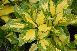 Picturata Aucuba (Aucuba japonica 'Picturata') at Valley View Farms