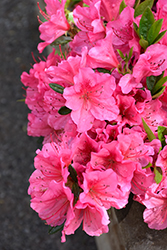 Renee Michelle Azalea (Rhododendron 'Renee Michelle') at Valley View Farms