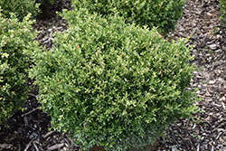 Franklin's Gem Boxwood (Buxus microphylla 'Franklin's Gem') at Valley View Farms