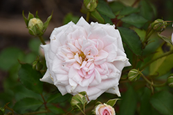 White Drift Rose (Rosa 'Meizorland') at Valley View Farms