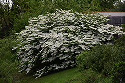 Maries Doublefile Viburnum (Viburnum plicatum 'Mariesii') at Valley View Farms