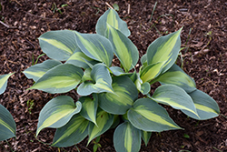 Touch Of Class Hosta (Hosta 'Touch Of Class') at Valley View Farms