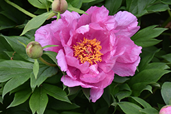 First Arrival Peony (Paeonia 'First Arrival') at Valley View Farms